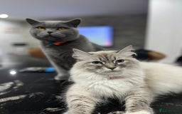 Siberian cats for sale: Pure Neva Masquerade Siberian - Image 3