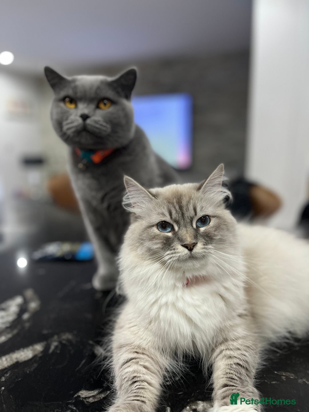 Siberian cats for sale: Pure Neva Masquerade Siberian - Image 3