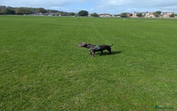 Staffordshire Bull Terrier dogs for sale: Blue female staff for sale  - Image 2