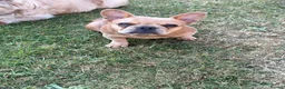 French Bulldog dogs for sale: 2 gorgeous French bulldog puppies *REDUCED* - Advert 11