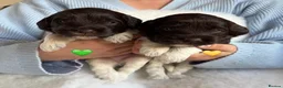 Australian Labradoodle dogs for sale: Miniature Australian Labradoodle Puppies - Advert 13