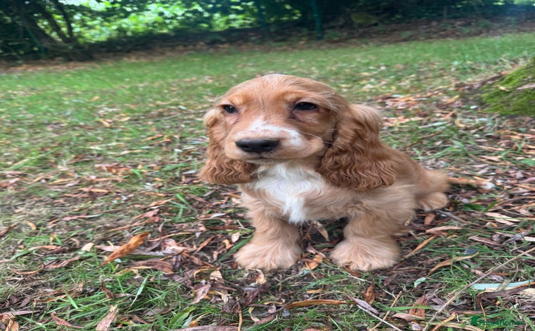 Cocker Spaniel dogs - Advert 13