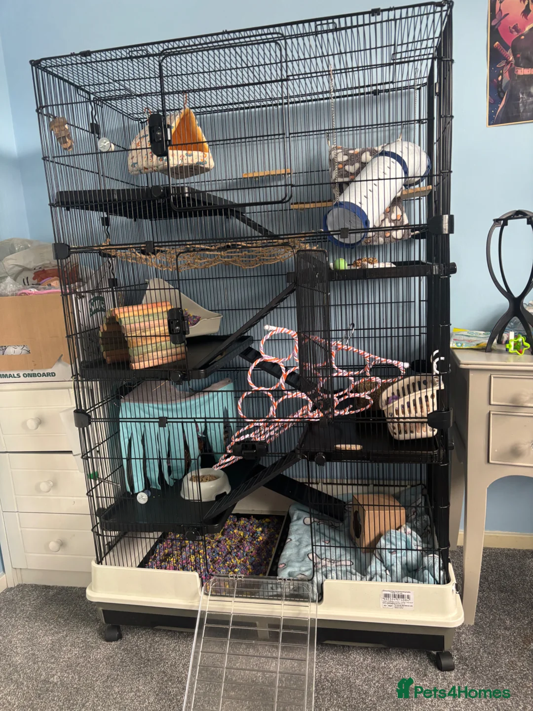 Rat rodents for sale: For sale 1grey female standard 1brown dumbo rat - Advert 2