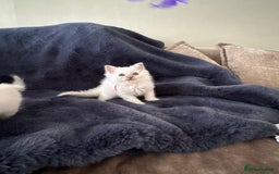 Birman cats for sale: Beautiful Birman Kittens - Image 12