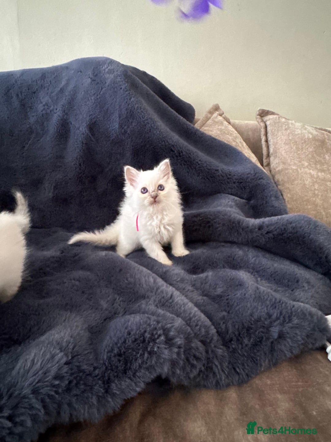 Birman cats for sale: Beautiful Birman Kittens - Image 12