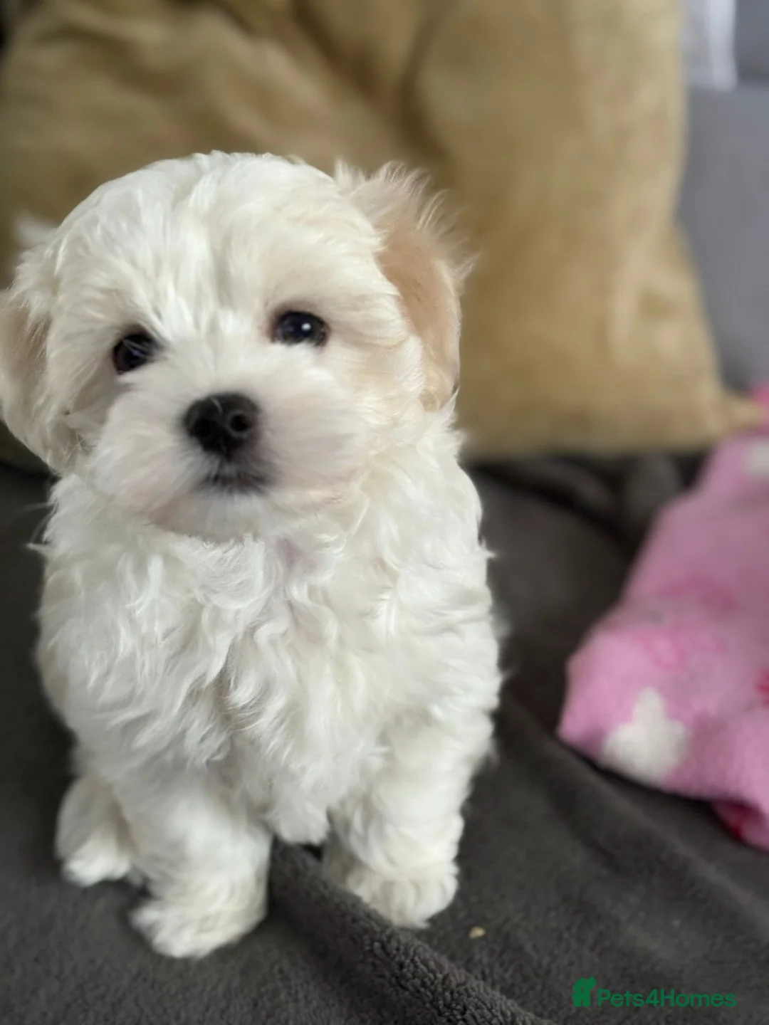 Maltese dogs for sale: Maltese puppies - Advert 5