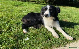 Border Collie dogs for sale: Beautiful Collie Puppies  - Image 21