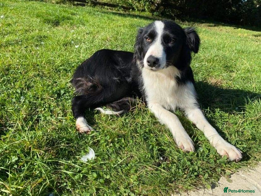 Border Collie dogs for sale: Beautiful Collie Puppies  - Image 21