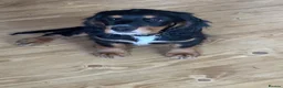 Mixed Breed dogs for sale: Cocker x cockalier male - ready to go - Advert 7