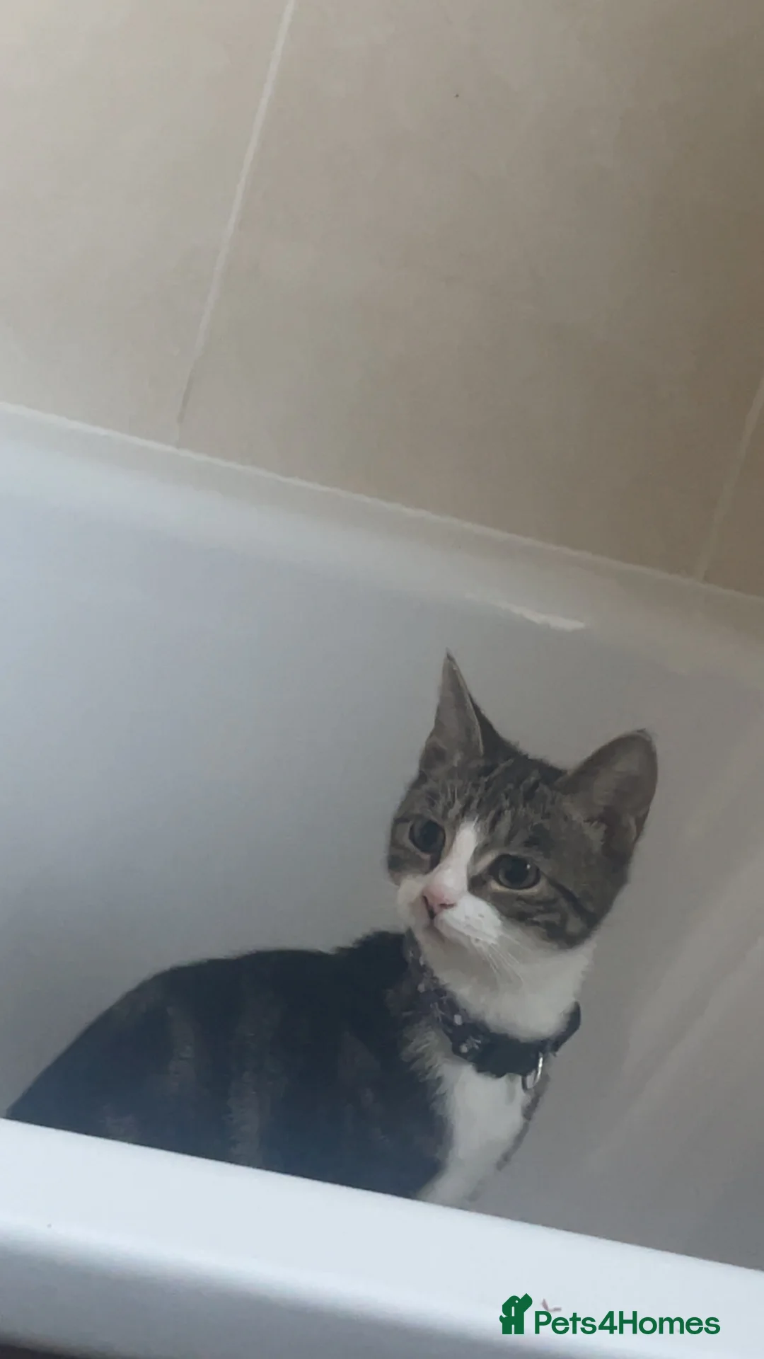 Domestic Shorthair cats for sale: Domestic shorthair  - Advert 6