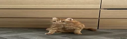 Domestic Shorthair cats for sale: Domestic shorthair  in Leeds - Advert 10