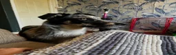 Mixed Breed dogs for sale: Nellie  in Wells - Advert 10