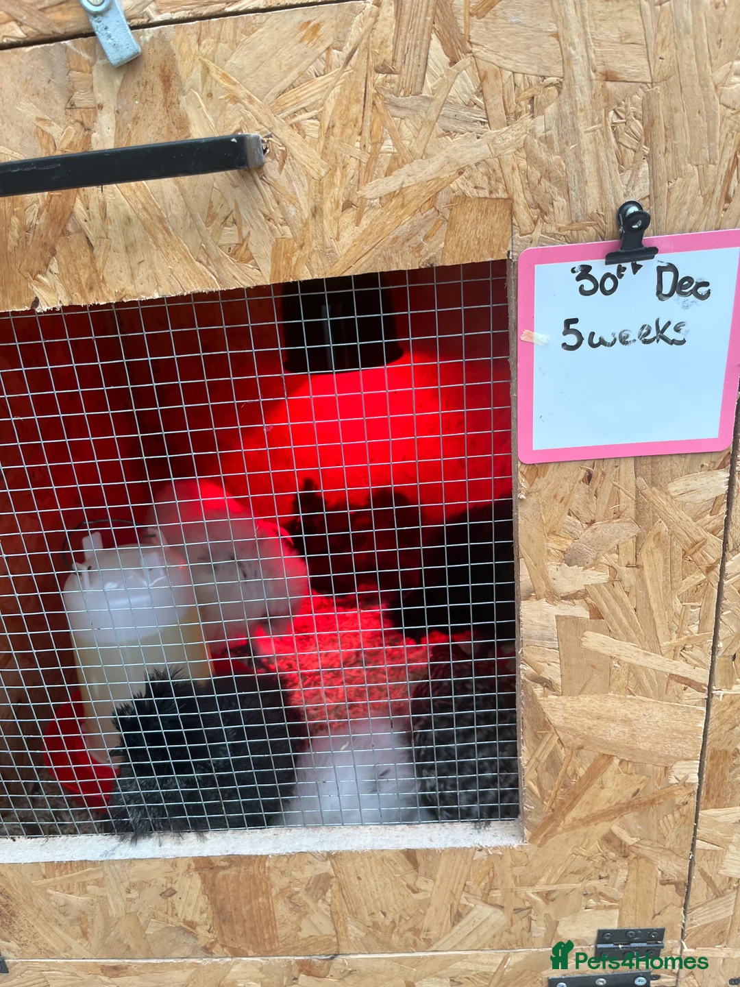 Chickens poultry for sale: Chicks, pullets, cockerels  - Advert 7