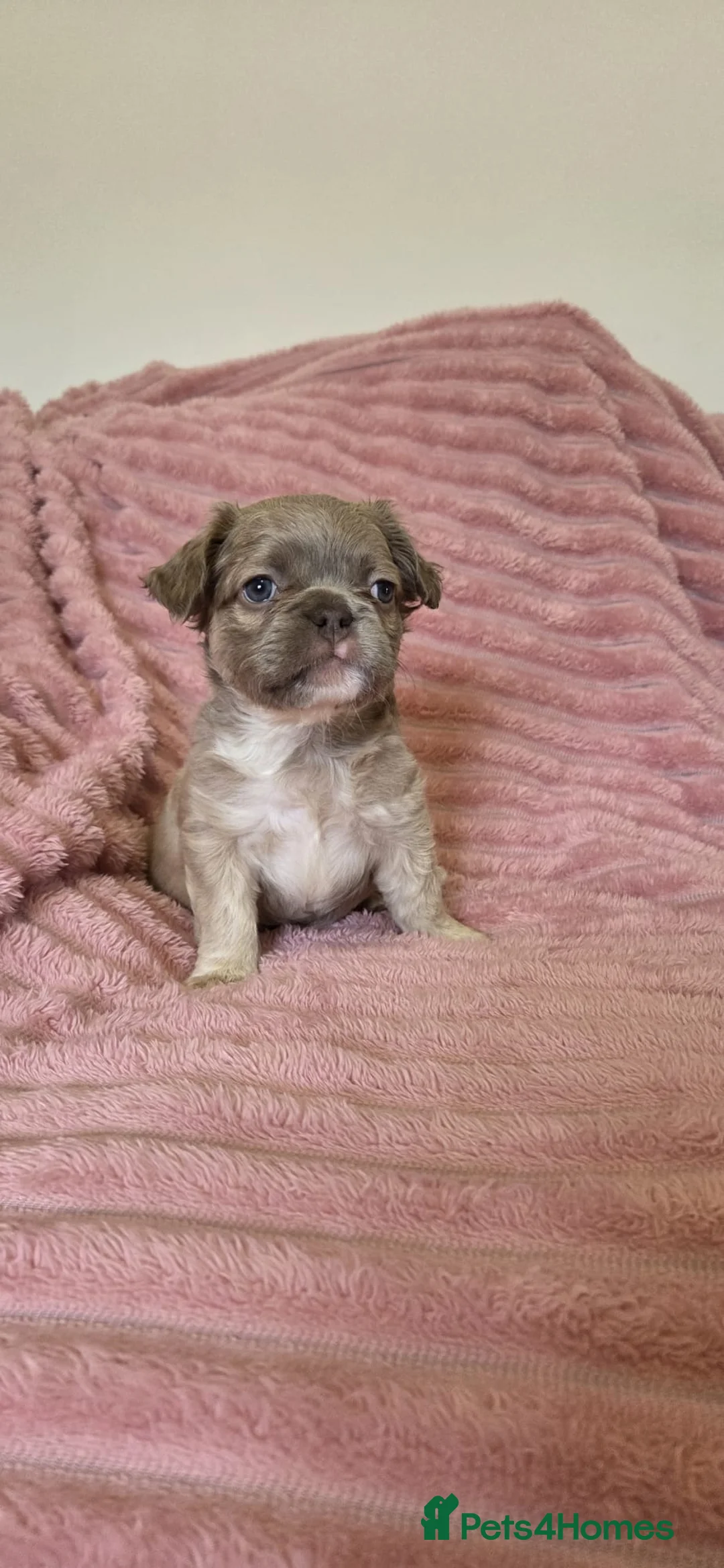 French Bulldog dogs for sale: Adorable fluffy floodle french bulldogs - Advert 5