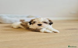 Shih Tzu dogs for sale: Shihtzu  - Image 28