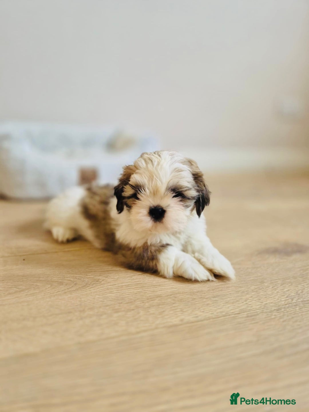 Shih Tzu dogs for sale: Shihtzu  - Image 28