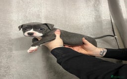 Staffordshire Bull Terrier dogs for sale: BEAUTIFUL STAFFY LITTER STUNNING COLOURS - Image 12