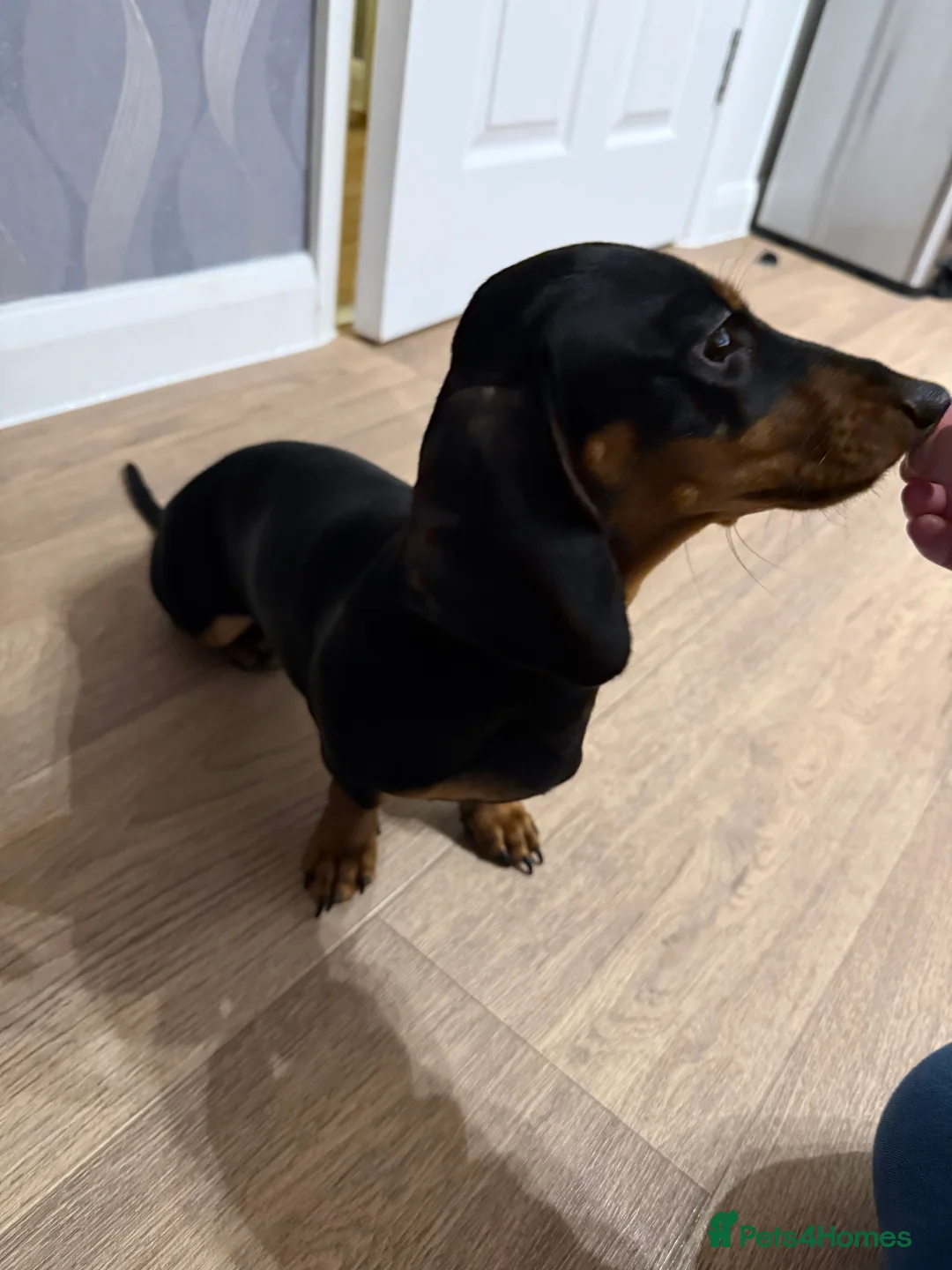 Miniature Dachshund dogs for sale: Beautiful 7 month old female miniature dachshund  - Advert 7