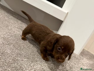 Dachshund dogs Miniature dachshund puppies - Advert 14