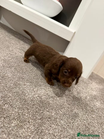 Dachshund dogs Miniature dachshund puppies - Advert 7