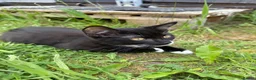 Mixed Breed cats for sale: Cute Kittens - Advert 2