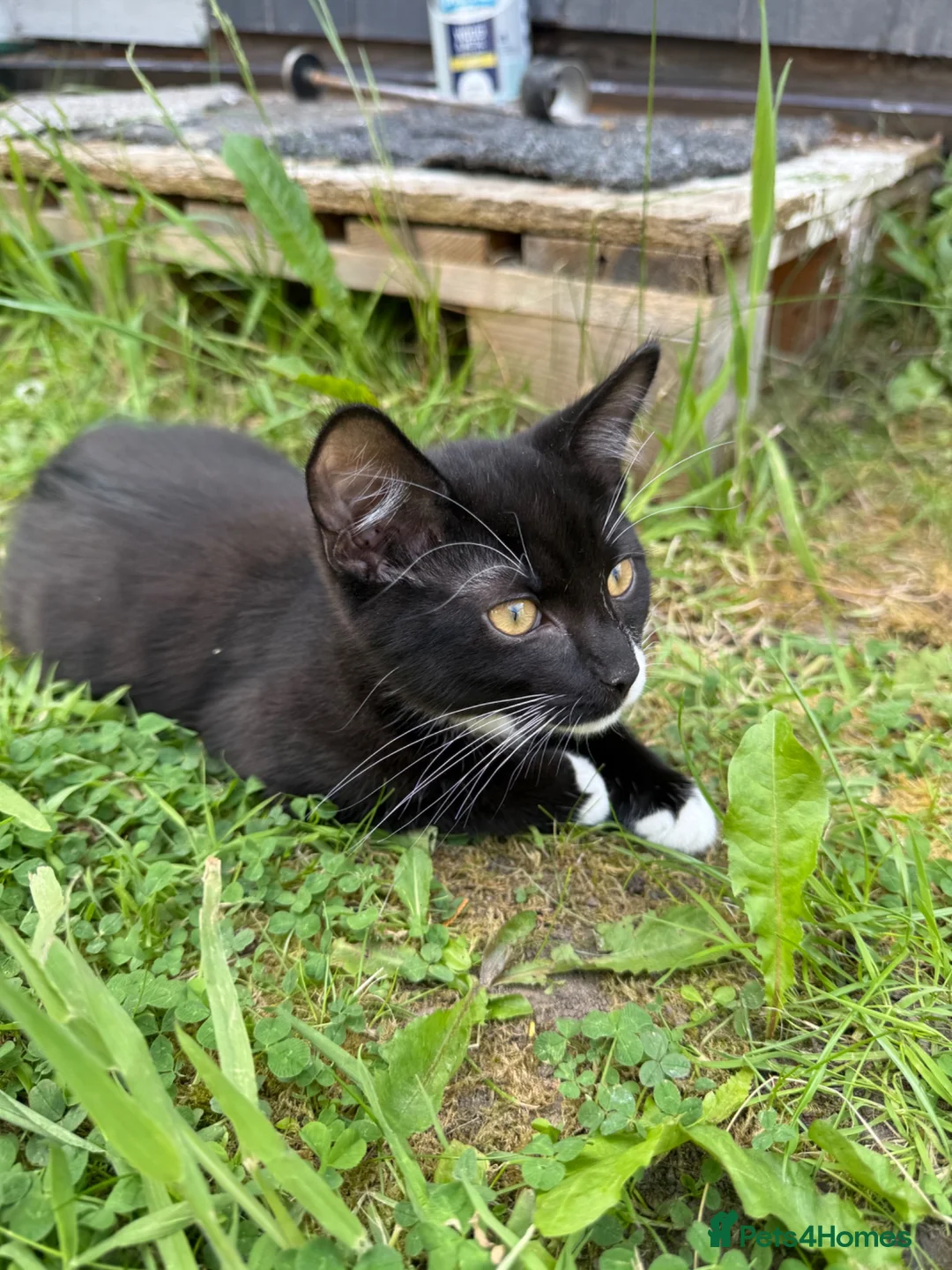 Mixed Breed cats for sale: Cute Kittens - Advert 2