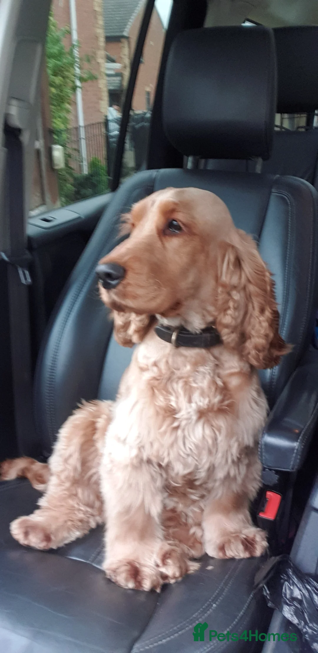 Cocker Spaniel dogs for stud: Proven KC Reg Show Cocker Spaniel Stud in Leicester - Advert 6