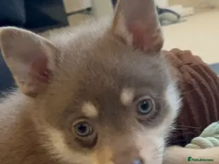 Pomsky dogs If Advert is up still available - F4 Pomsky pups i - Advert 3