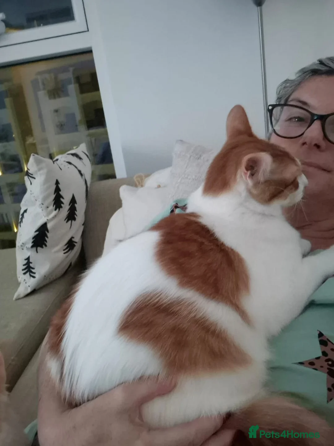 Mixed Breed cats for adoption: BONDED BROTHERS BOB HARLEY LIKE TO PLAY FETCH  - Advert 8