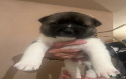 Akita dogs for sale:  Pure Bear-faced American Akita puppies - Image 5