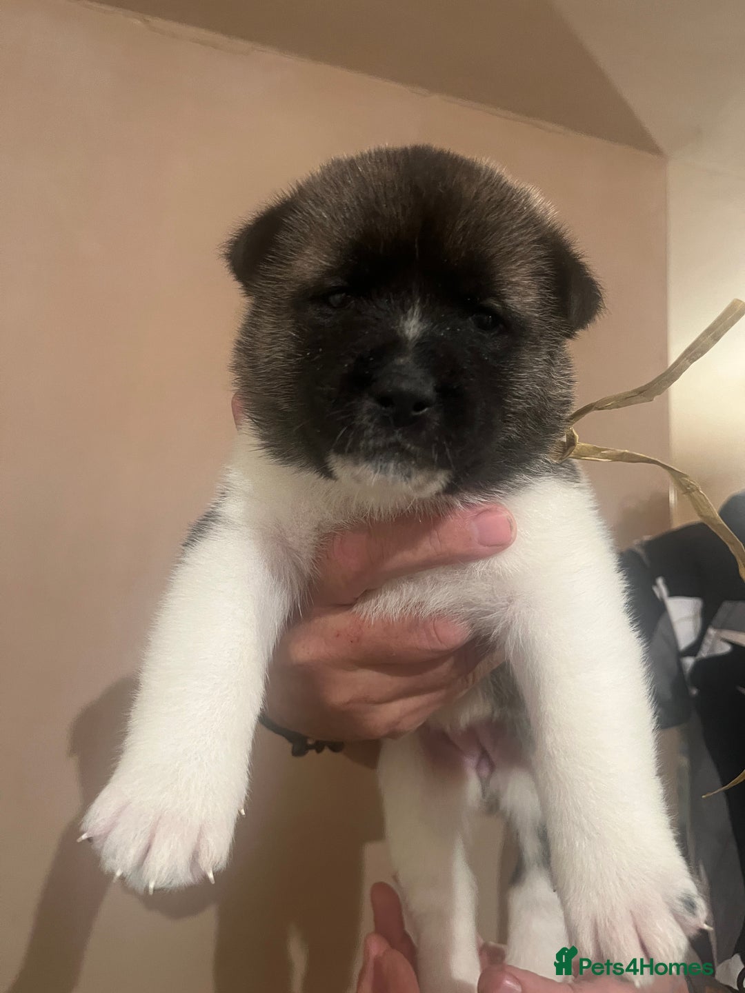Akita dogs for sale:  Pure Bear-faced American Akita puppies - Image 5