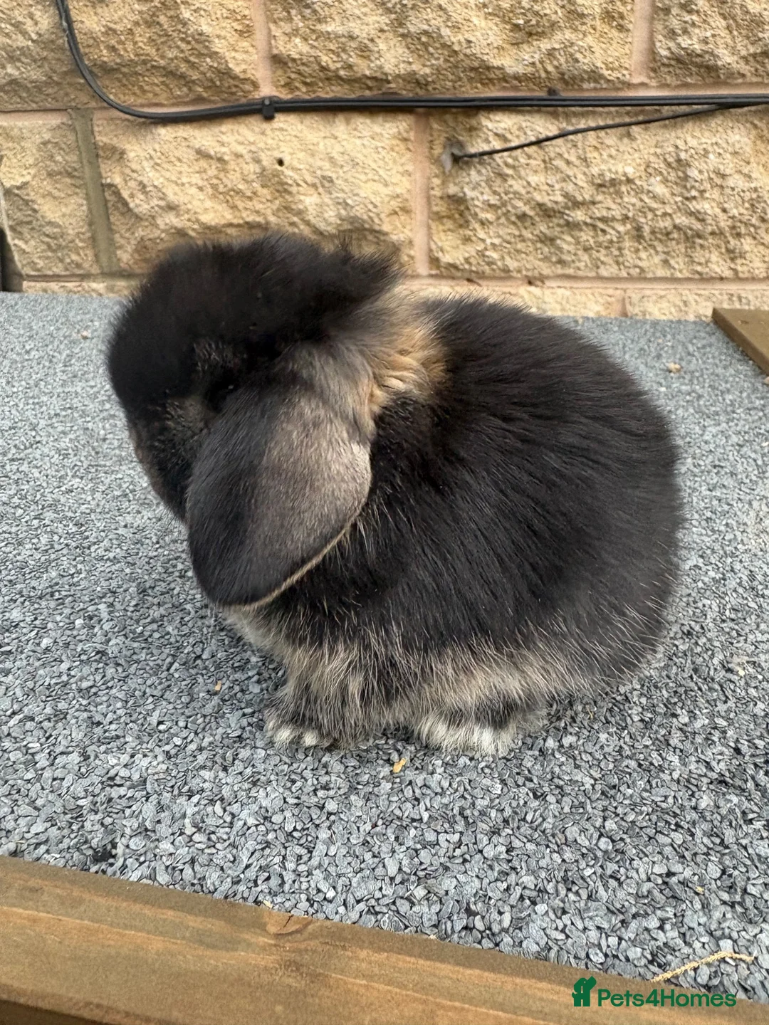 Mini Lop rabbits for sale: Mini lops true to type  - Advert 7