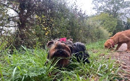 Yorkshire Terrier dogs for sale: Absolutely adorable mini yorkie puppies  - Image 3