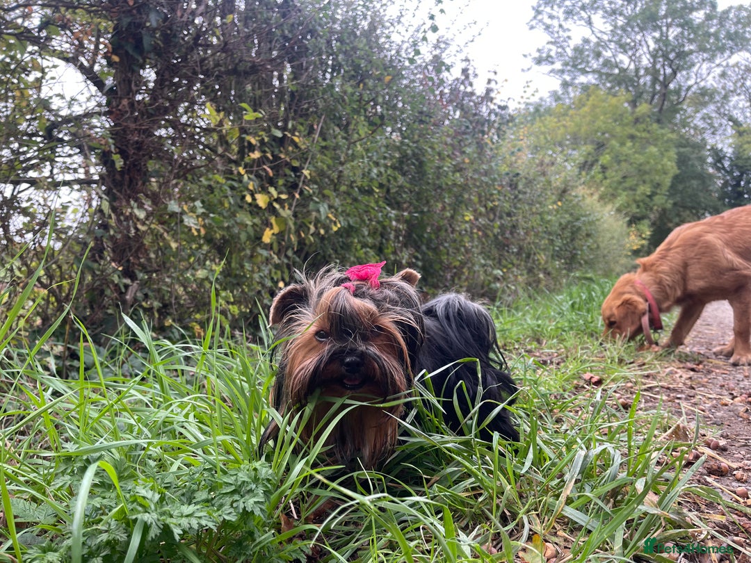 Yorkshire Terrier dogs for sale: Absolutely adorable mini yorkie puppies  - Image 3