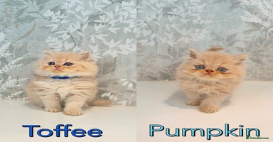 Persian cats - Advert 6