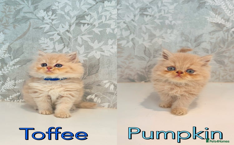 Persian cats - Advert 4