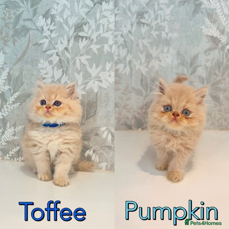 Persian cats - Advert 4