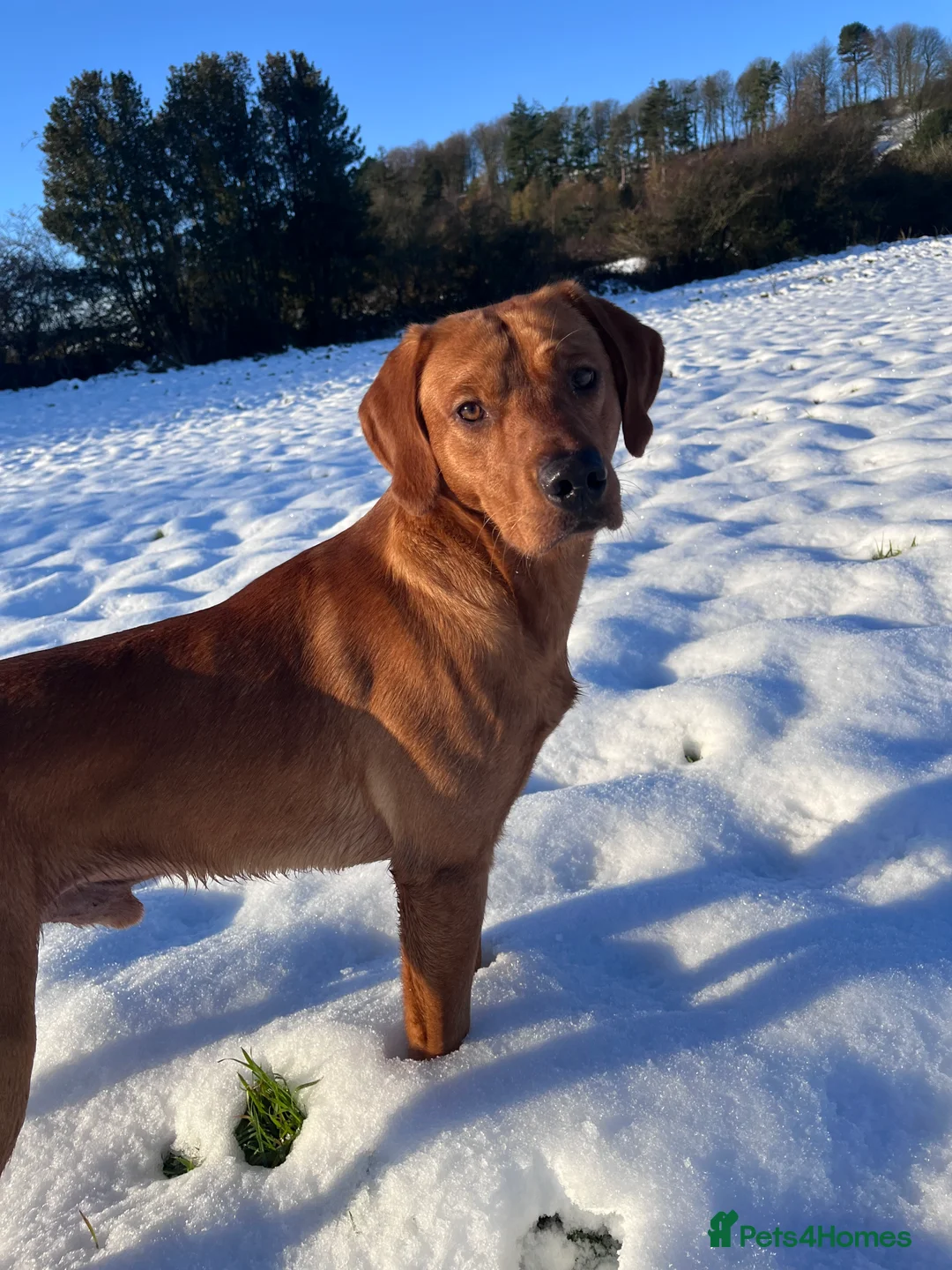 Labrador Retriever dogs for stud: Labrador stud boys in Saltburn-by-the-Sea - Advert 2