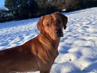 Labrador Retriever dogs Labrador stud boys in Saltburn-by-the-Sea - Advert 1