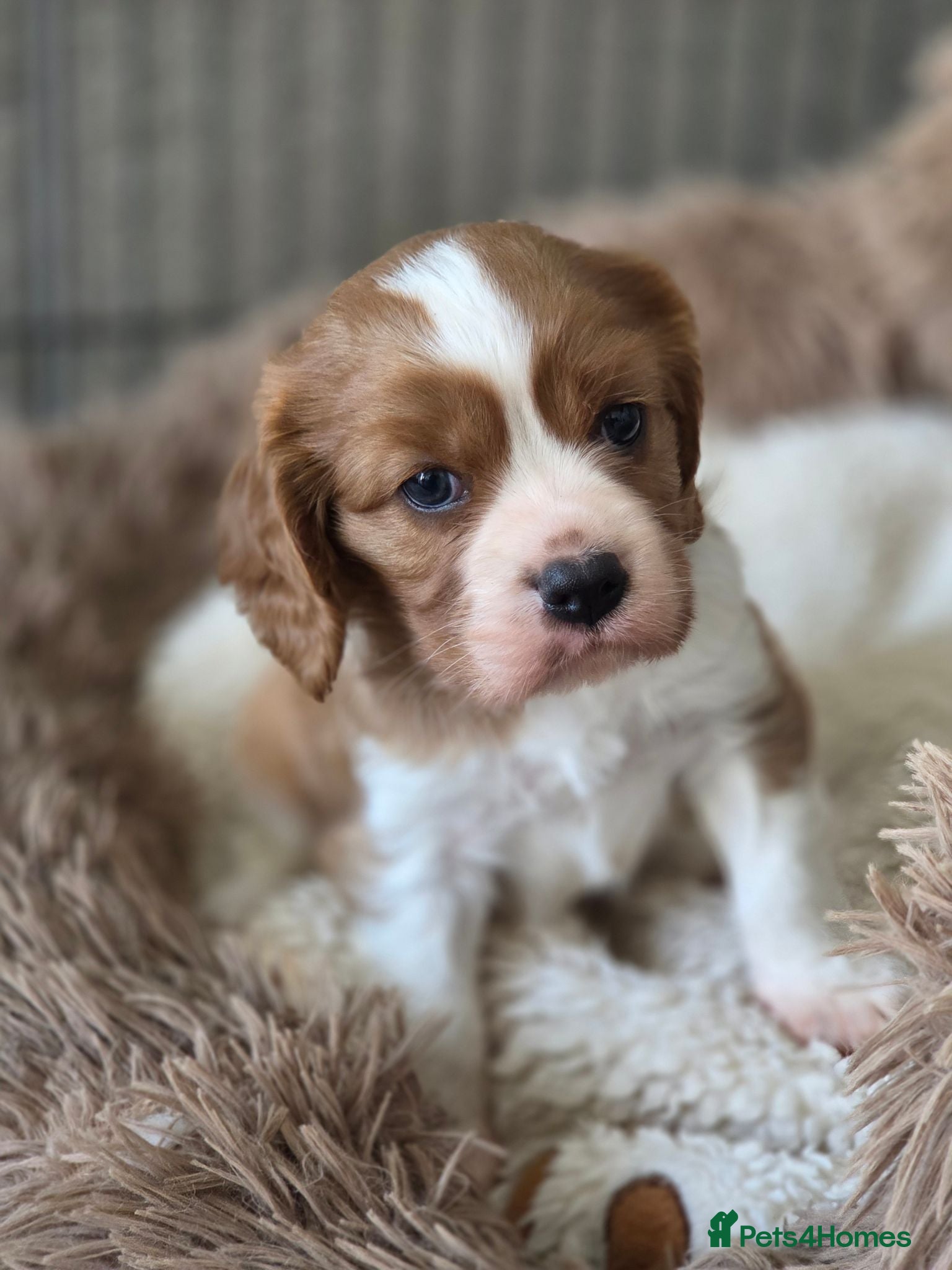 Cavalier King Charles Spaniel dogs Absolutely beautiful boy puppy - Advert 3