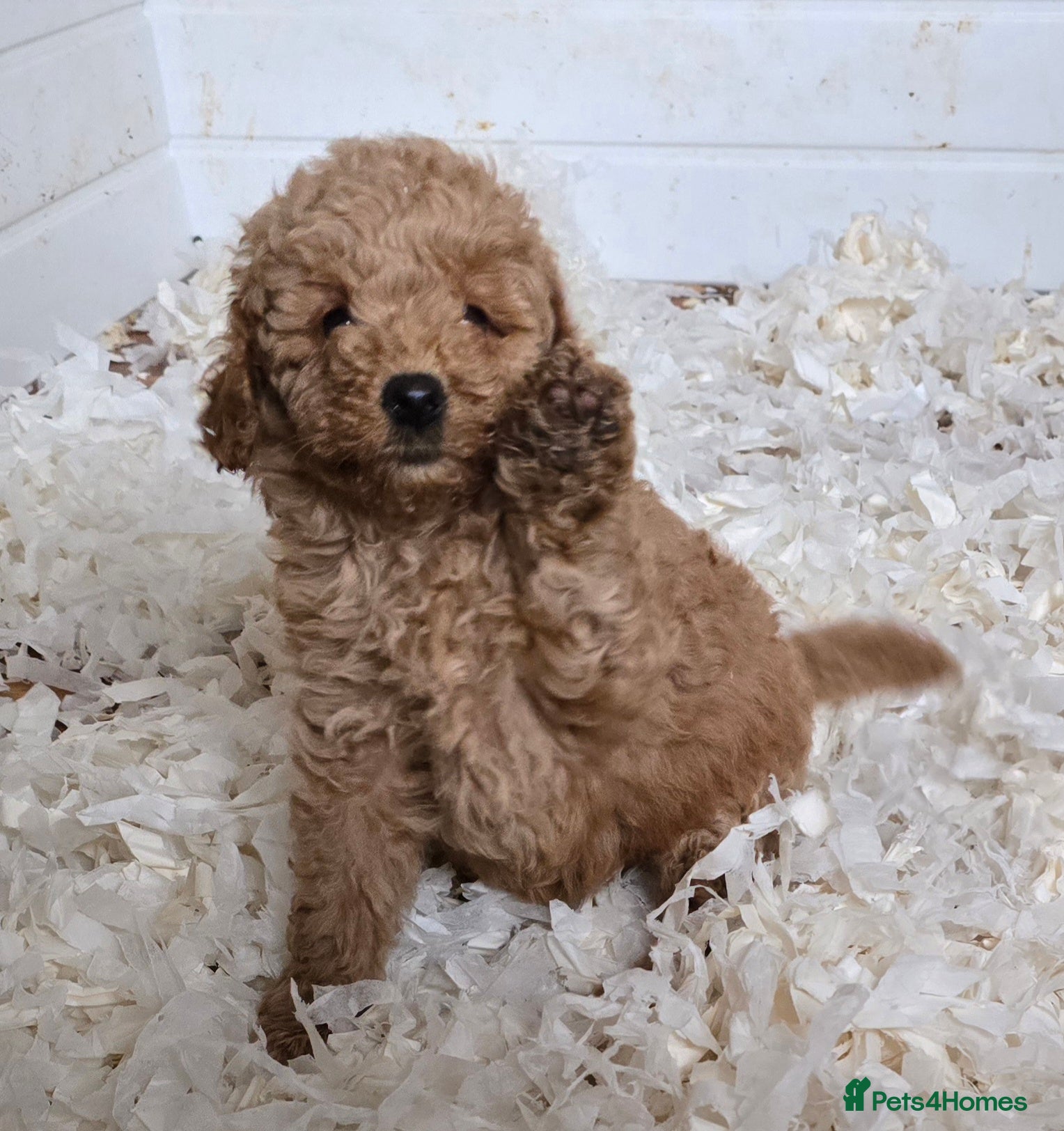 Miniature Poodle dogs Fox Red miniature poodle puppies  - Advert 14
