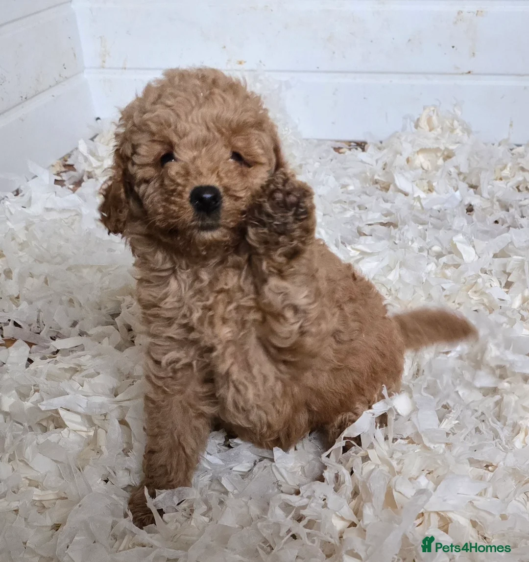 Miniature Poodle dogs for sale: Fox Red miniature poodle puppies  - Advert 1