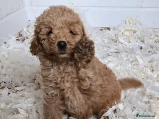 Miniature Poodle dogs Fox Red miniature poodle puppies - Advert 10