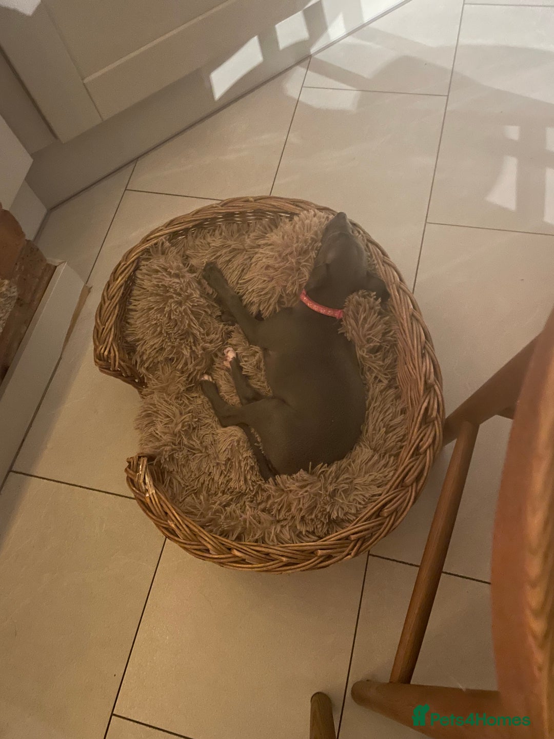 Mixed Breed dogs for sale: Beautiful Blue Whippet X Italian Grey Puppy - Advert 3