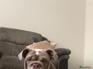 English Bulldog dogs Lilac male British bulldog - Advert 1