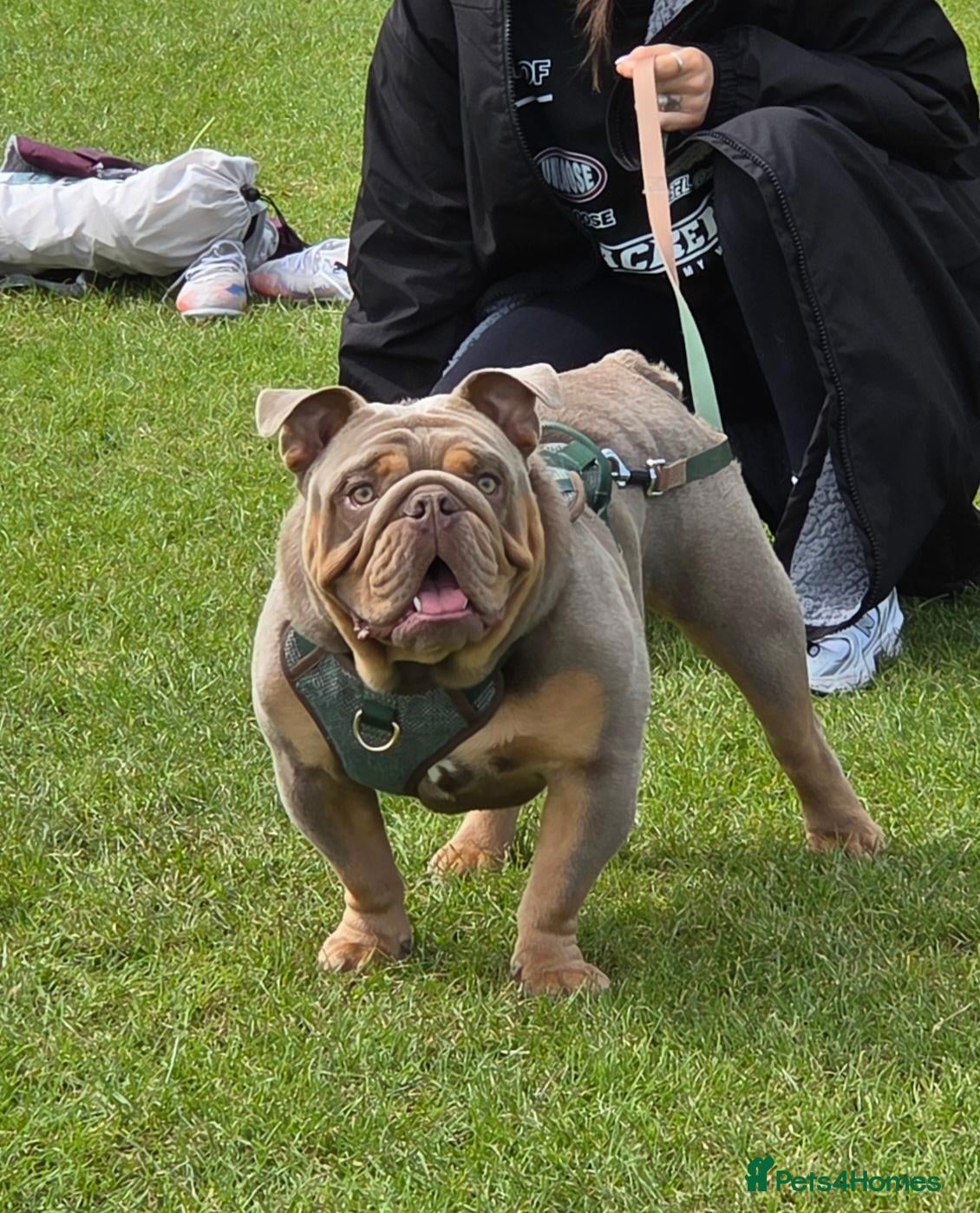 English Bulldog dogs British Bulldog for sale - Advert 6