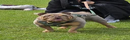 English Bulldog dogs for sale: British Bulldog for sale - Advert 1