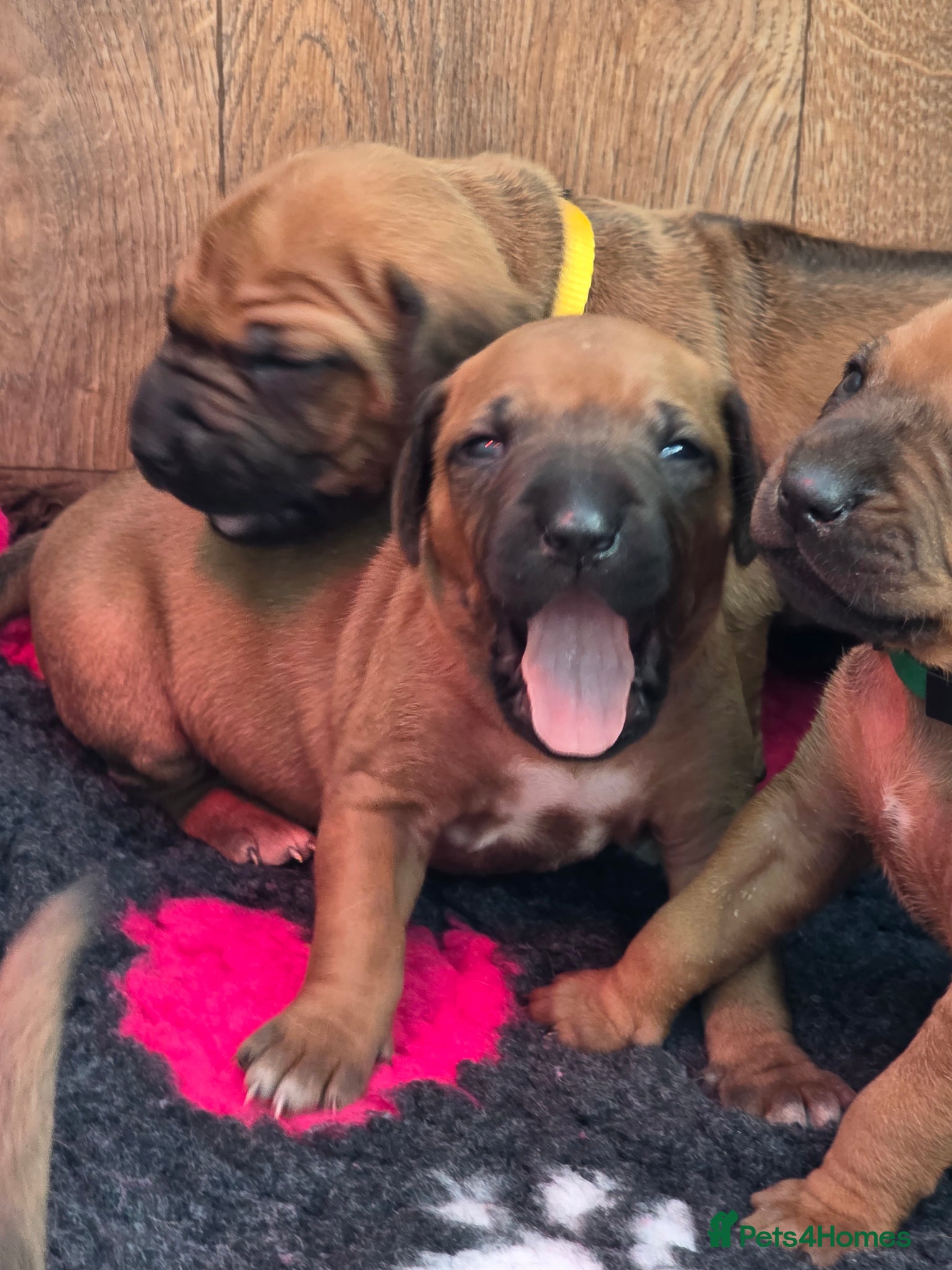 Rhodesian Ridgeback dogs Viewing 16th/17th May x3 Females - Advert 2