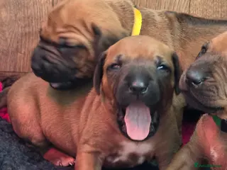 Rhodesian Ridgeback dogs Viewing 16th/17th May x3 Females - Advert 2