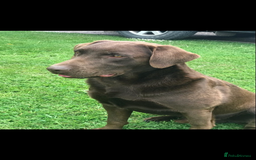 Labrador Retriever dogs for sale: Chunky Chocolate Labrador Puppies - Advert 5